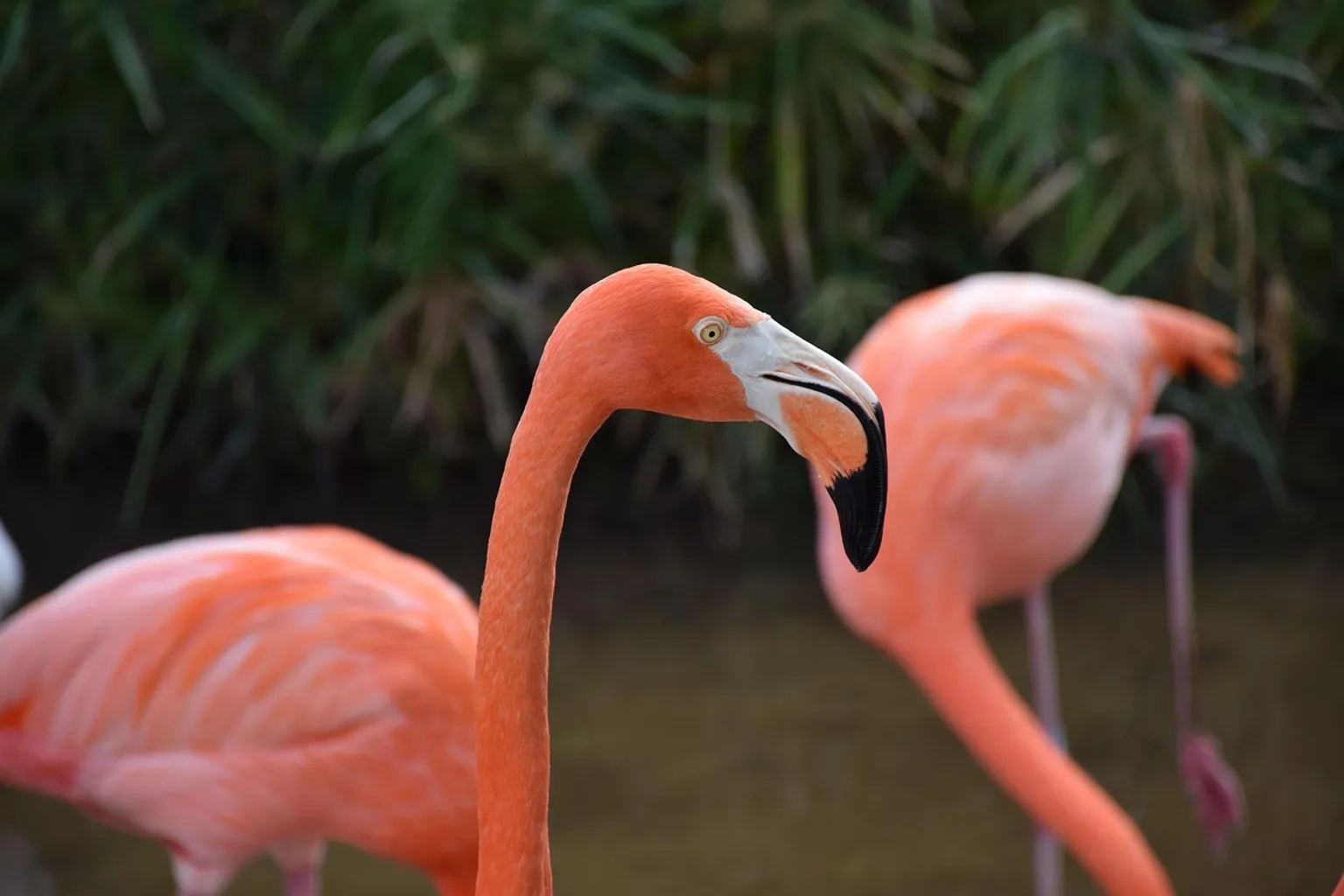 Gatorland horaires : 3 créneaux selon vos objectifs de visite