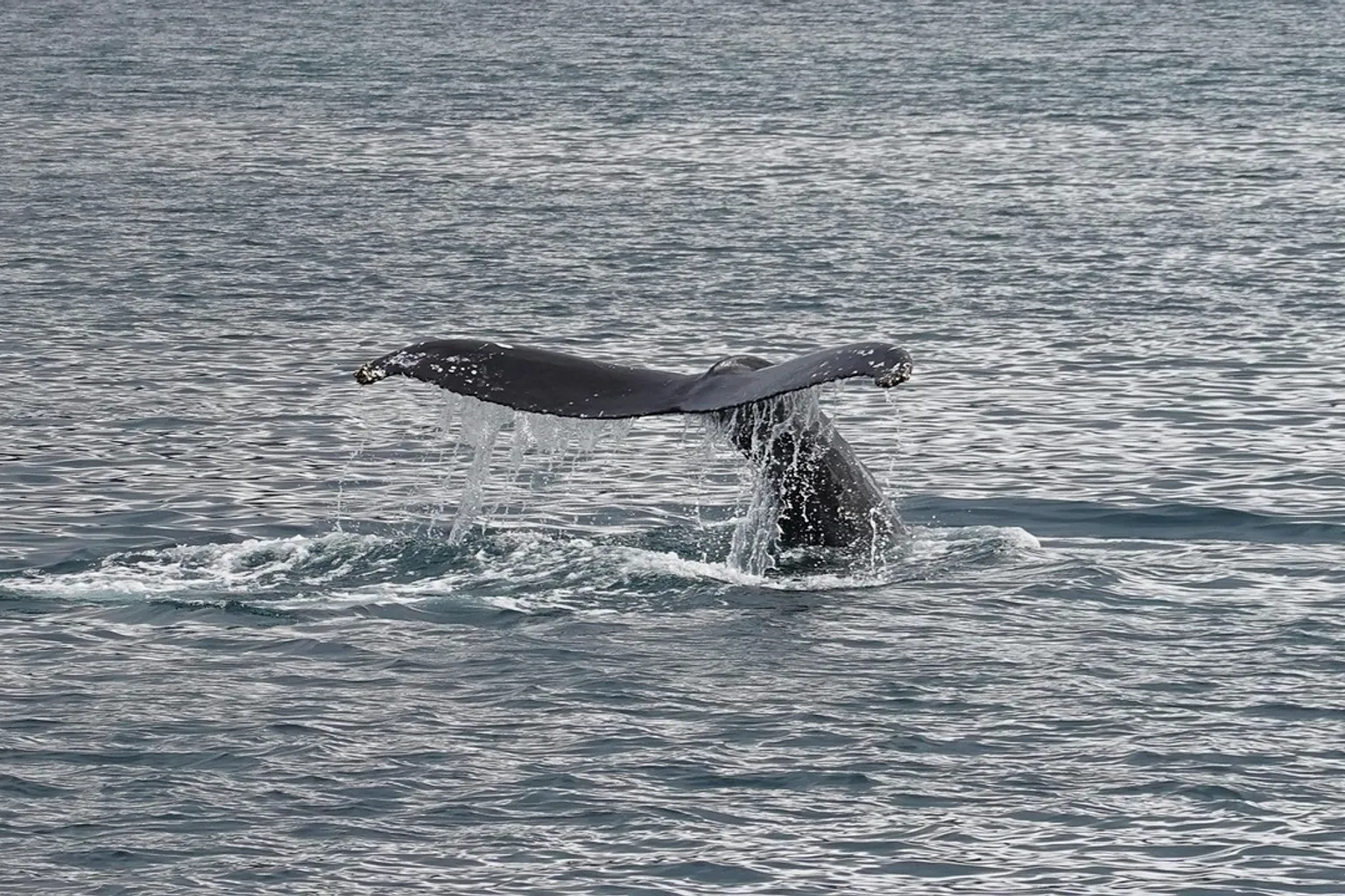 Whales of Iceland : la visite vaut-elle vraiment le coup ?