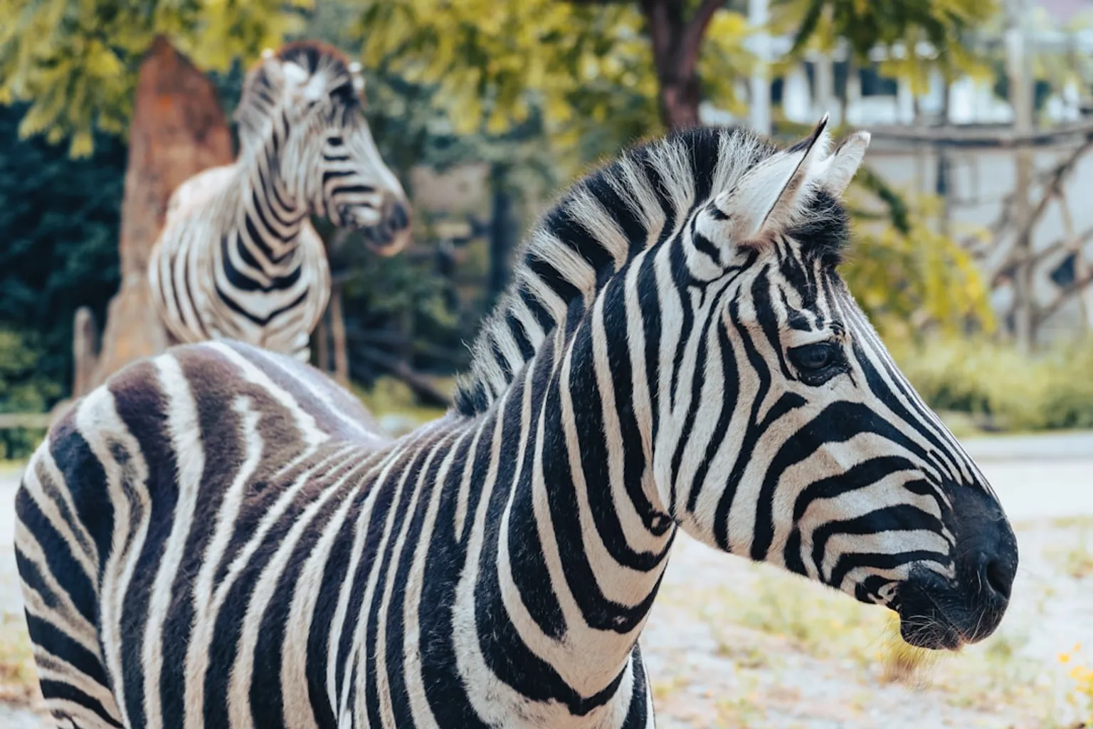 Zoo de Rotterdam tarifs : notre verdict sur les offres